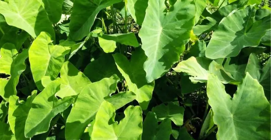 kandungan senyawa daun talas