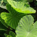 cara mengolah daun talas