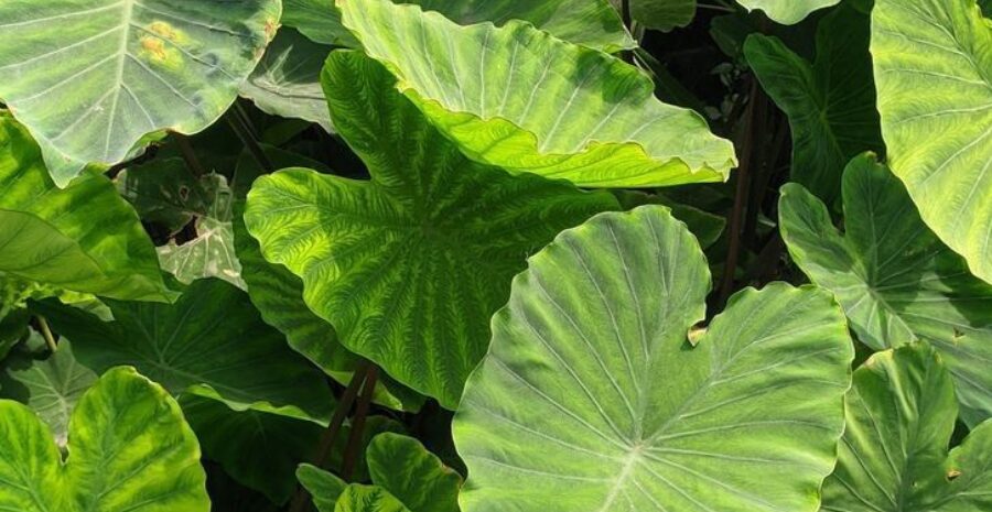 cara mengolah daun talas