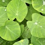 efek samping daun talas