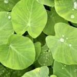 efek samping daun talas