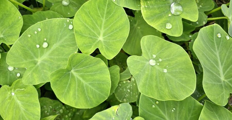 efek samping daun talas