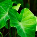 daun talas sebagai tanaman herbal