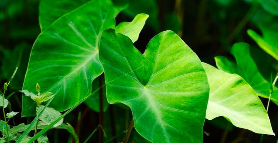 daun talas sebagai tanaman herbal