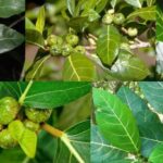 penggunaan daun awar awar tradisional