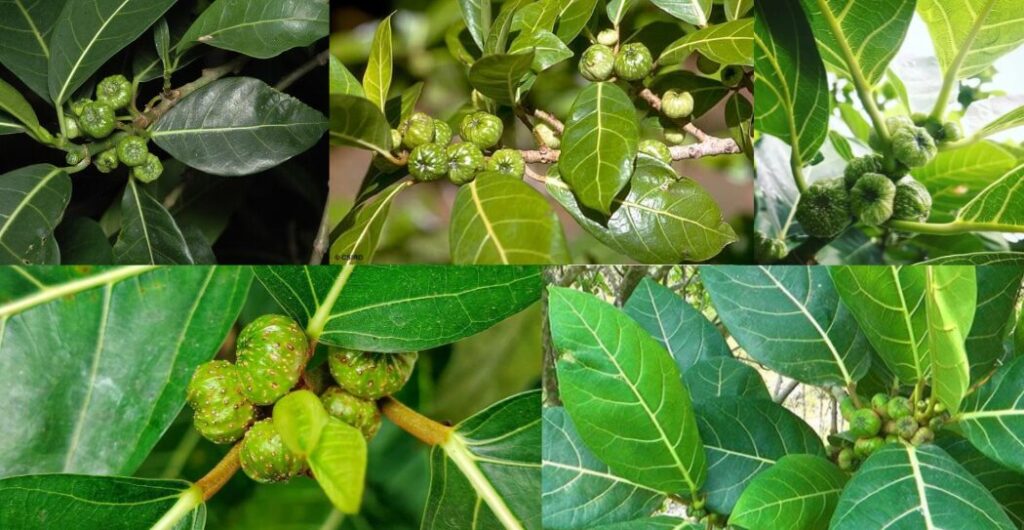 penggunaan daun awar awar tradisional