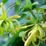 tanaman kenanga obat tradisional
