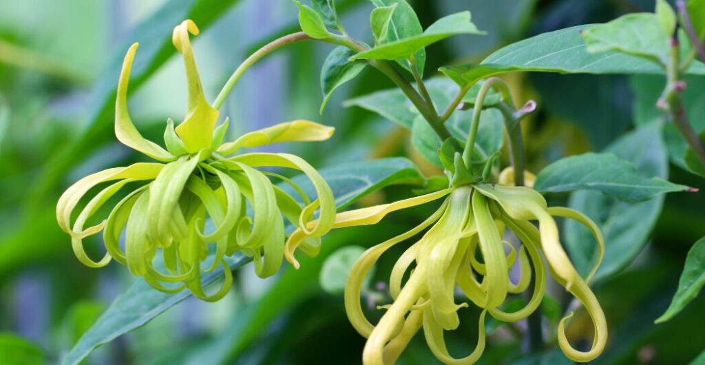 tanaman kenanga obat tradisional