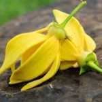 penggunaan bunga kenanga tradisional