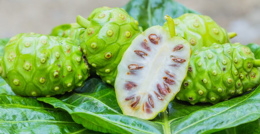 manfaat buah mengkudu