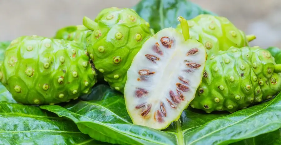 manfaat buah mengkudu