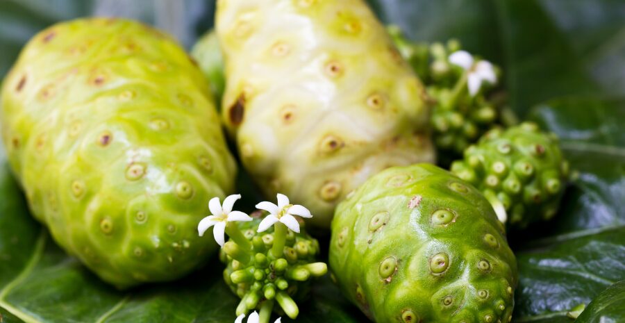 kandungan antioksidan mengkudu