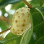 rebusan buah mengkudu