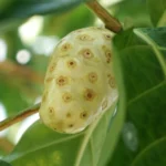 rebusan buah mengkudu