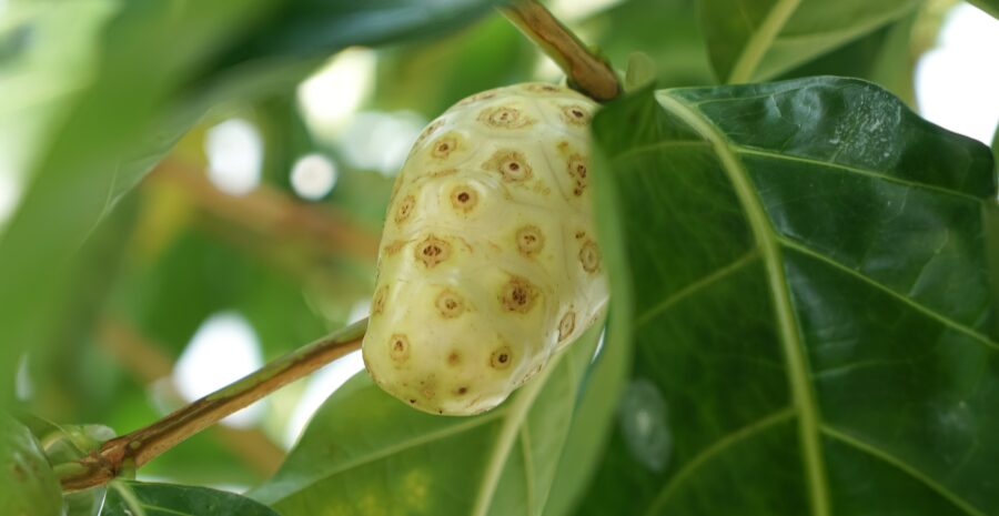 rebusan buah mengkudu
