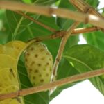 rebusan buah mengkudu