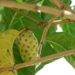 rebusan buah mengkudu