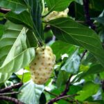 jus mengkudu manfaat