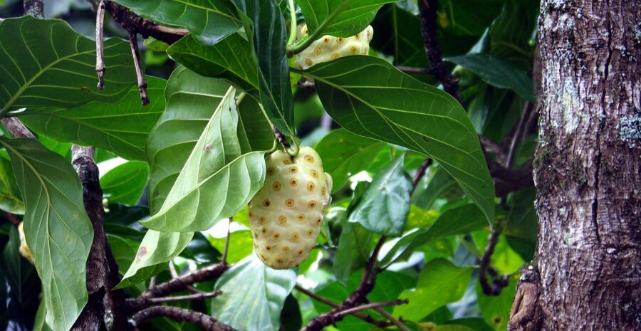 jus mengkudu manfaat
