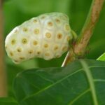 cara mengolah buah mengkudu