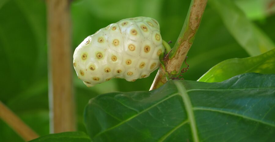 cara mengolah buah mengkudu