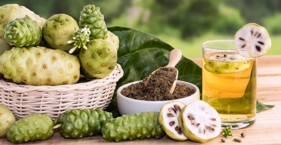 tanaman mengkudu obat tradisional