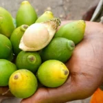 manfaat buah pinang
