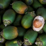 buah pinang untuk imun