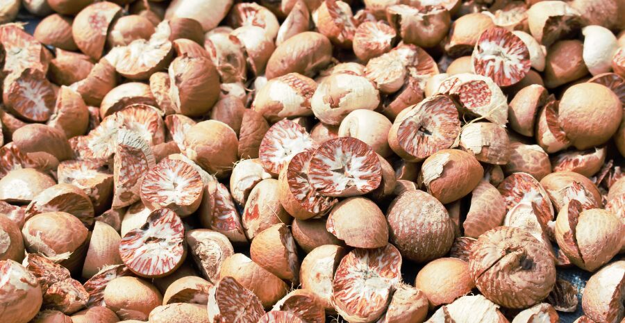 pinang untuk pencernaan