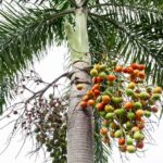 buah pinang untuk stamina