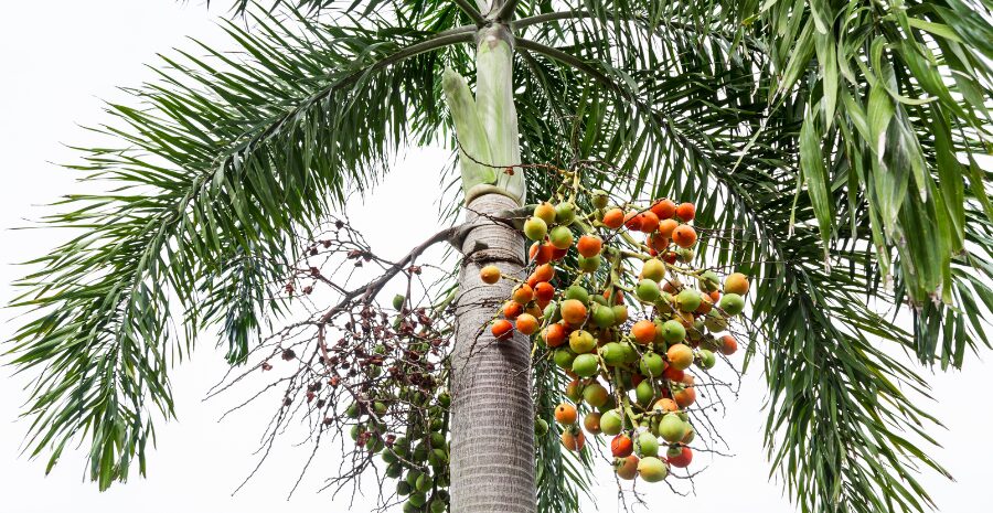 buah pinang untuk stamina