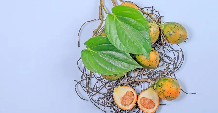 rebusan buah pinang