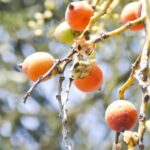 cara mengolah buah pinang