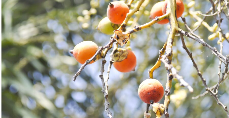cara mengolah buah pinang