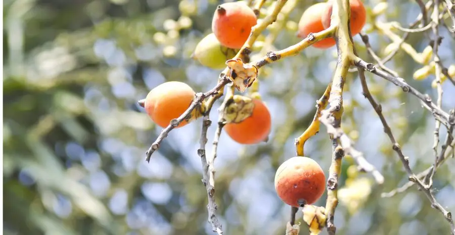 cara mengolah buah pinang