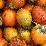efek samping buah pinang
