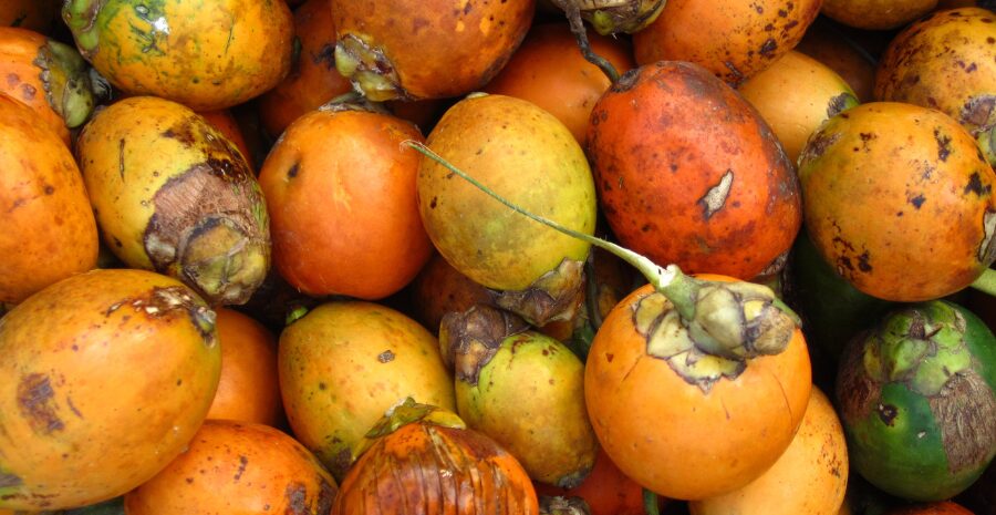 efek samping buah pinang