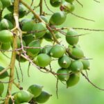 tanaman pinang obat tradisional
