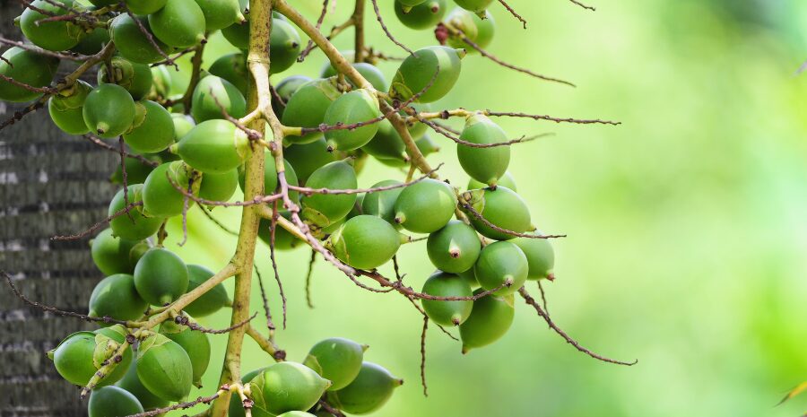 tanaman pinang obat tradisional