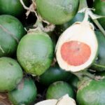penggunaan buah pinang tradisional