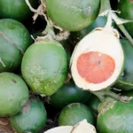 penggunaan buah pinang tradisional