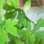 manfaat daun pare