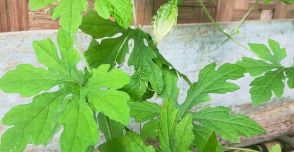 manfaat daun pare