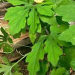 daun pare untuk diabetes