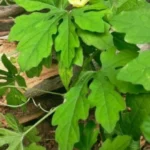 daun pare untuk diabetes