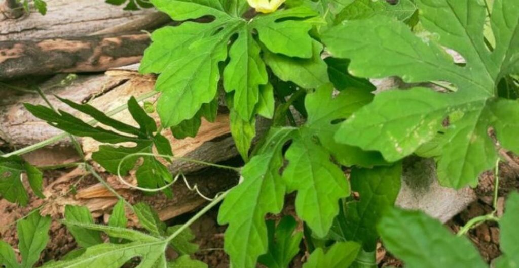 daun pare untuk diabetes