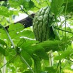 daun pare untuk liver