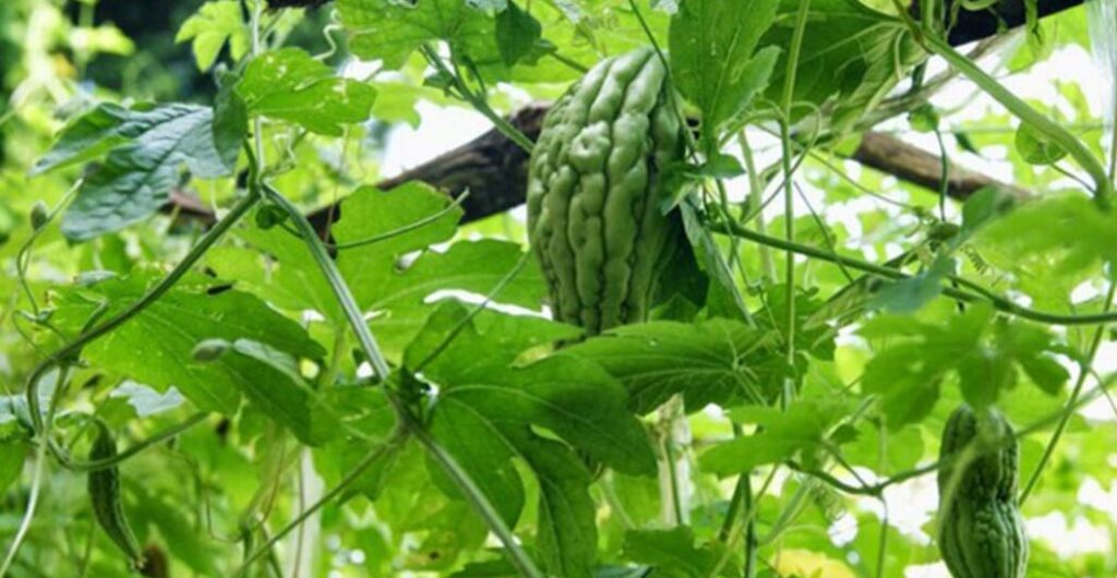 daun pare untuk liver