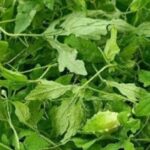 daun pare untuk pencernaan