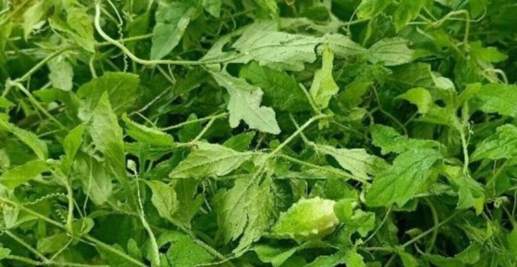 daun pare untuk pencernaan
